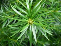 This plant makes a good hedge or screen, and can grow the scientific name of buddhist pine is podocarpus macrophyllus. Fern Pine Podocarpus Landscape Exam Pro