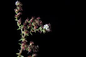 Image result for Sedum ruwenzoriense