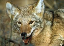 Coyote is a programming framework for building reliable asynchronous software. Coyote Canis Latrans