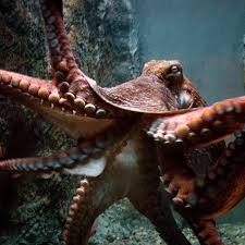 Giant Pacific Octopus | National Geographic