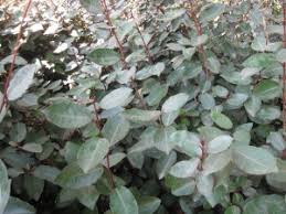 Here's the easy trick i used to remove massive amounts of ivy and reclaim my yard. Gardening Need To Remove Ivy From A Hillside Try A Blowtorch Daily Bulletin