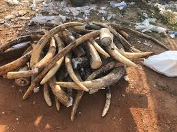 Shanghai customs found around 3.1 tonnes. 3 2 Tons Of Ivory And 423 Kg Of Pangolin Scales Seized Thanks To Support Of Eu Wildlife Conservation Programme Evropejskaya Sluzhba Vneshnih Svyazej