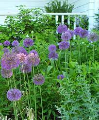 Allium Aflatunense Purple Sensation Allium Flower Bulb Index Bulb Flowers Perennials Allium