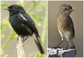 Tips membedakan burung cendet kembang jantan dan betina, burung candet kembang jantan, berwarna itam dari kepala. Tips Cara Membedakan Ciri Ciri Burung Decu Jatantan Dan Decu Betian Dengan Melihat Sayapnya