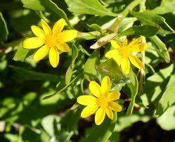 Image result for Chrysanthemoides monilifera