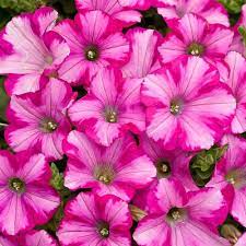 Jon Carloftis Fine Gardens Garden Greats Series 2 Jon Carloftis Fine Gardens What S New What S Next Annual Flowers Petunia Plant Petunias