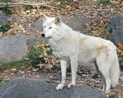 White Timber Wolf Animals Wolf Dog Timber Wolf