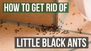 how to get rid of little black ants 3