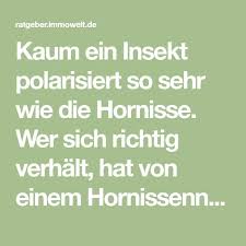 Hornissennest Am Grundstuck So Verhalt Man Sich Richtig Hornisse Nestchen Immowelt
