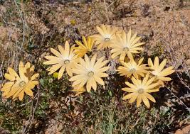 Image result for Chlorophytum calyptrocarpum