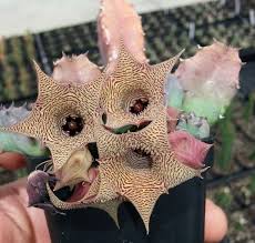 Image result for Huernia longituba