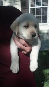 Akc labrador retreiver puppies 526.46 miles. Akc Labrador Pups English Blockhead For Sale In East Palatka Florida Classified Americanlisted Com