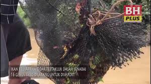 Previous episode ikan keli akar. Keli Afrika Ancaman Ekosistem Sungai Tempatan