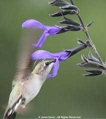 Check spelling or type a new query. Hummingbird Plants For The Northeast Janet Davis Explores Colour