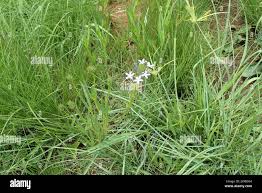 Image result for Pentas angustifolia