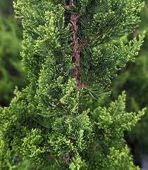 Image result for Juniperus
