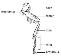 image result for house fly diagram insect legs leg