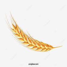 Wheat Illustration Grain Wheat Wheat Illustration Grain Wheat Golden Wheat Ears Png Transparent Clipart Image And Psd File For Free Download Illustration Wheat Design Wheat