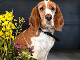 The other parent breed could be more easily trainable, but you will still want to be prepared for a potentially stubborn basset hound mix. 36 Basset Hound Mixes To Fall In Love With Right Now K9 Web
