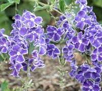 Discount99.us has been visited by 1m+ users in the past month Sapphire Showers Duranta Golden Dewdrop Duranta Erecta Sapphire Showers 1 Gallon Shrub Tree Tropical Perennial Tropical Plants Flowering Gardener Direct