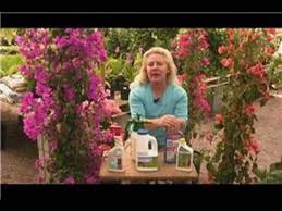 I need some help with bougainvillea care and watering. Bougainvillea Plant Care Bougainvillea Pest Control Products Youtube