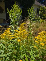 Image result for Acacia lasiopetala
