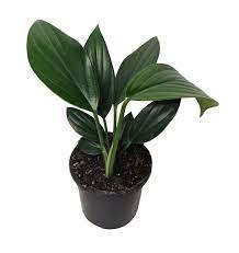 Epipremnum Pinnatum Dragon Tail Plant Biemond Nurseries Kebun