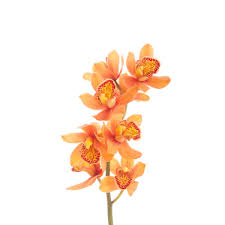 orange mini cymbidium orchids fall