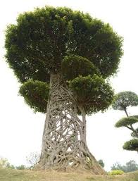 The Spider S Web Tree In A Park In Nanning Guangxi China Beamazed Natur Baum Fotografie Mutter Natur