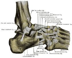 It may be rheumatoid arthritis (due to inflammation) or osteoarthritis (due to degeneration). Foot Ankle Anatomy Pictures Function Treatment Sprain Pain
