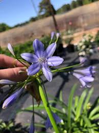 Image result for Agapanthus praecox