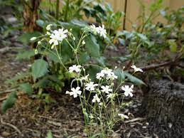 Baby S Breaths Plant Care And Collection Of Varieties Garden Org