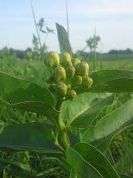 Green Antelope Horn Milkweed Plant Leaves Milkweed Antelope Horns