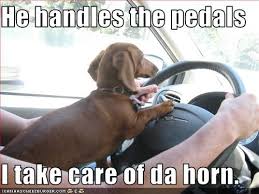 I Has A Hotdog Dog Pictures Funny Pictures Of Dogs Dog Memes Puppy Pictures Doge