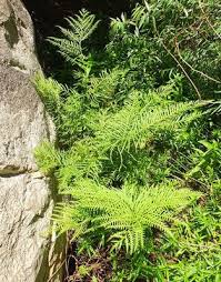 Image result for Pteris dentata