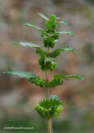 Image result for Urtica