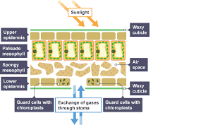 Most organisms are multicellular and have cells that are specialised to do a particular job. Structures And Functions In Living Organisms Revision Cards In Igcse Biology
