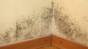Schimmelsporen gibt es praktisch überall. Schimmel In Der Wohnung Die Rechte Der Mieter Deutsche Anwaltauskunft
