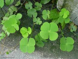 Image result for Marsileaceae