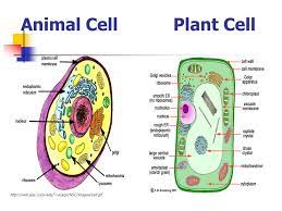 Add this video to your web page. Do Now List And Define All The Life Functions Cell Structures Functions And Transport Objectives 1 Explain Cell Theory 2 Compare Contrast Prokaryotic Ppt Download