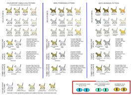 Tonkinese Genetics Color Coat Pattern Eye Color Image 17