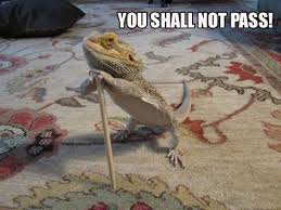 Tastefully Offensive On Tumblr Funny Lizards Bearded Dragon Funny Funny Animal Pictures