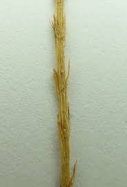 Image result for Lycopodiella caroliniana