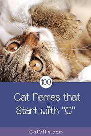 100 Cat Names That Start With C Catvills Cat Names Boy Cat Names Cute Cat Names