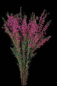 Growing Boronia In Western Australia Agriculture And Food