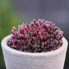 Image result for Grewia pubescens