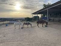 Sip & Paint for From The Heart Animal Sanctuary
