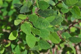 Image result for Grona barbata