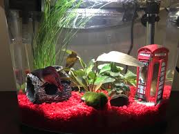 On The Recommendation Of This Lovely Sub I Got More Plants And Hides For George Bettafish