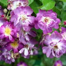 Rosa 'Stephens' Big Purple' in 2 gallon pot